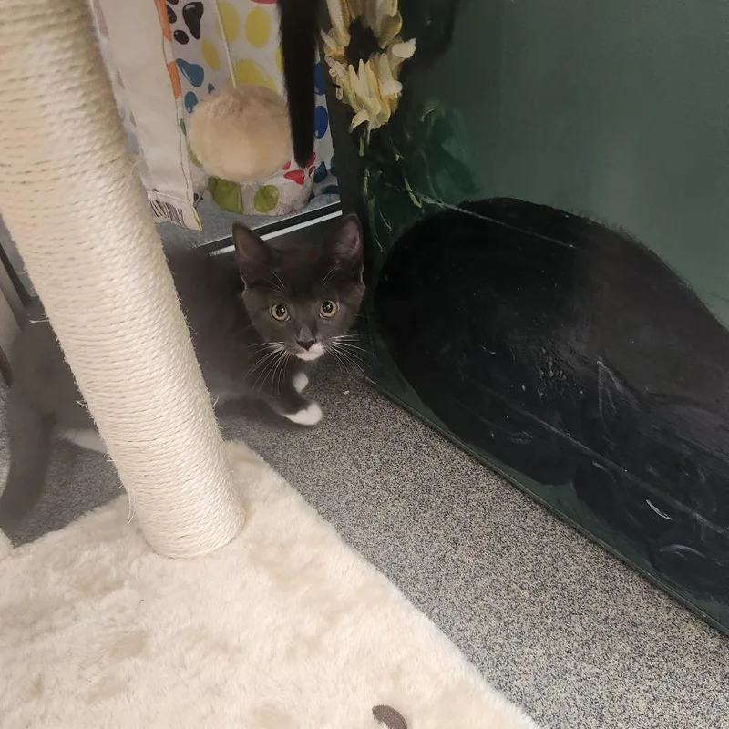 A baby small-sized female Gray / Blue / Silver Domestic Short Hair cat named Rhonda for adoption in Brockton, MA