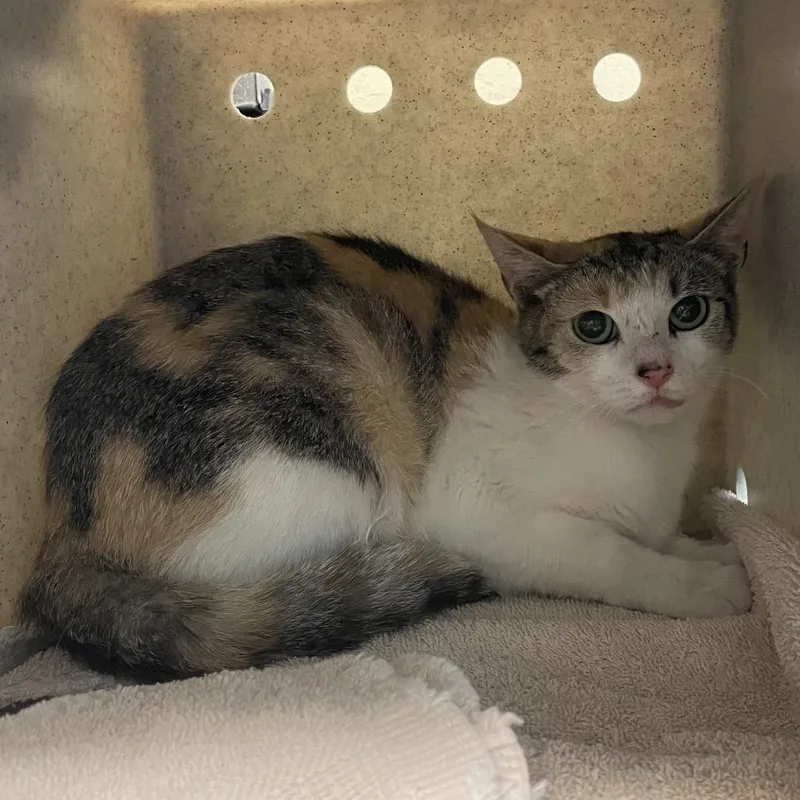 An adult medium-sized female Calico Domestic Short Hair cat named Chelly for adoption in Pasadena, CA