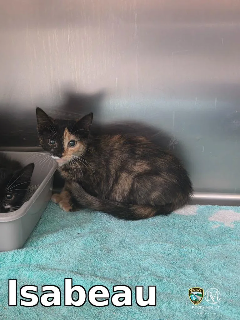 A baby medium-sized female Domestic Short Hair cat named Isabeau for adoption in Rocky Mount, NC