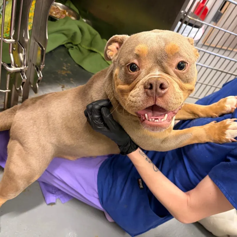 An adult medium-sized female Brown / Chocolate English Bulldog dog named Chubalina for adoption in Austin, TX