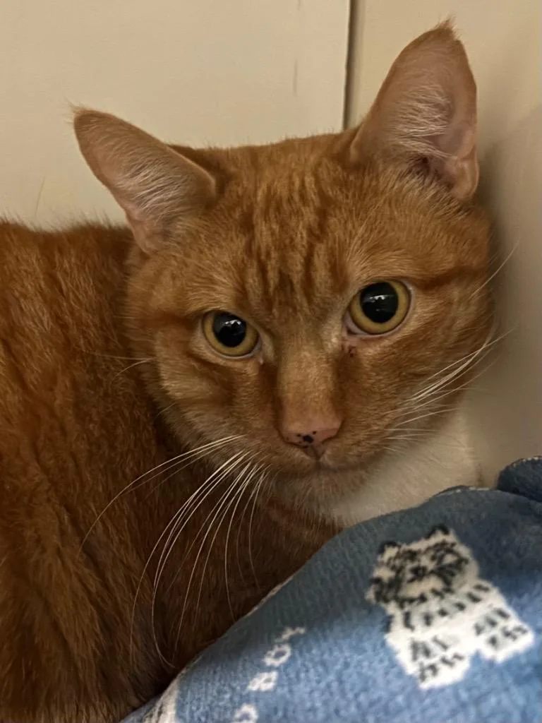 An adult small-sized male Domestic Short Hair cat named Bradley for adoption in Fall River, MA