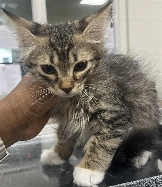 A baby small-sized male Domestic Medium Hair cat named Alexander for adoption in Upper Marlboro, MD