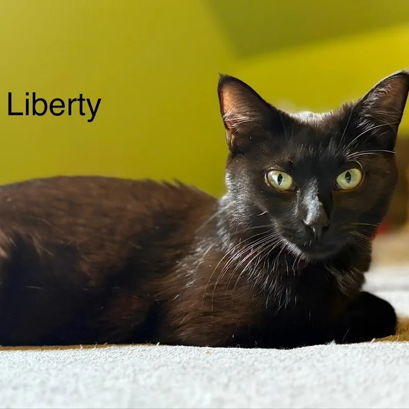 A baby medium-sized female Black Domestic Short Hair cat named Liberty for adoption in Johnson City, TN