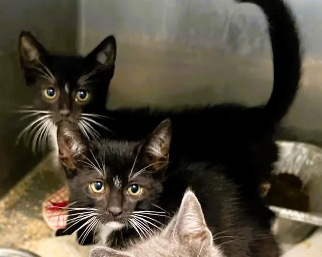 A baby small-sized male Domestic Short Hair cat named Winston for adoption in Tustin, CA
