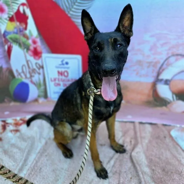 A young medium-sized male Belgian Shepherd / Malinois dog named Niko for adoption in Long Beach, CA