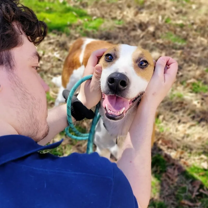 An adult medium-sized male Red / Chestnut / Orange Mixed Breed dog named Ernest for adoption in Fredericksburg, VA