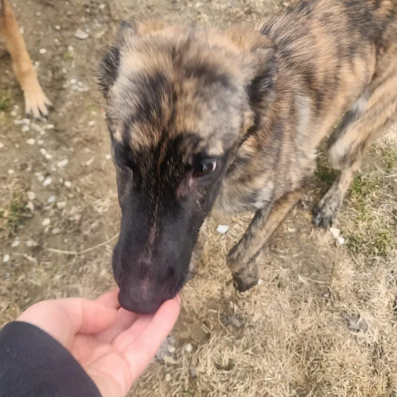 A baby small-sized female Brindle Mixed Breed dog named Ember for adoption in Middlebury, VT