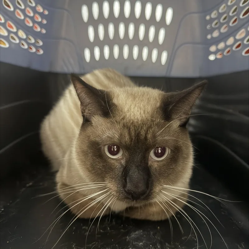 A young medium-sized male Brown / Chocolate Manx cat named Howard Meow for adoption in Bell Gardens, CA