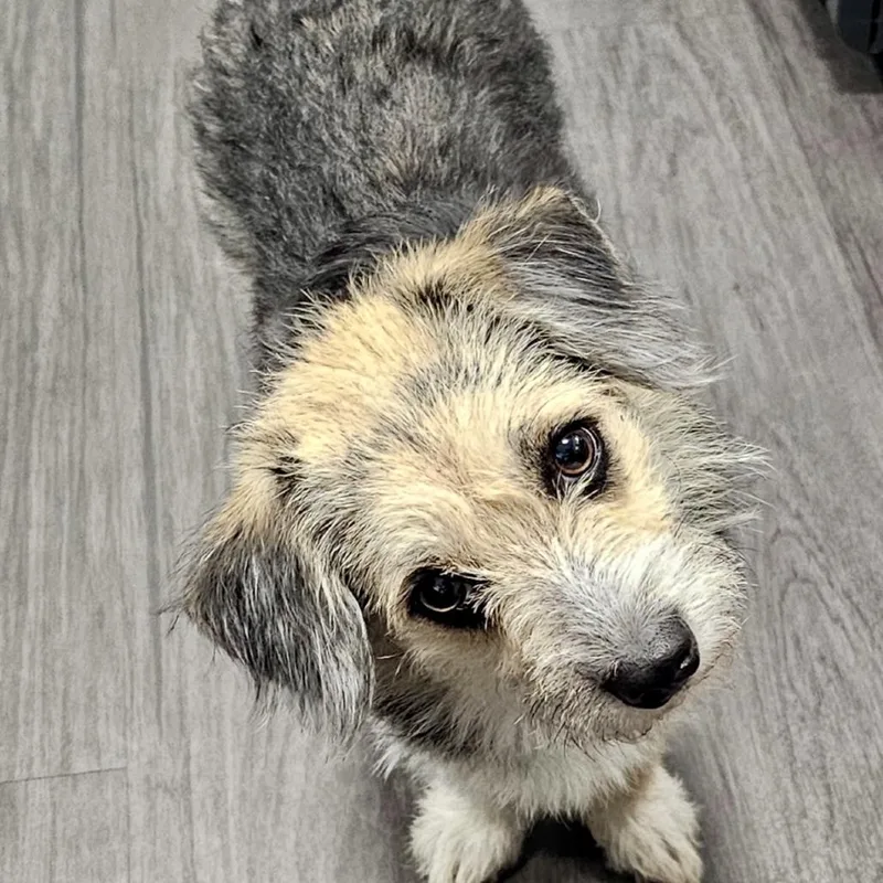 A young small-sized female Sable Terrier dog named Goldie Lou for adoption in Tyrone, GA