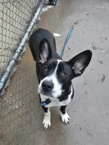 A young medium-sized female Pit Bull Terrier dog named River Song for adoption in Knoxville, TN