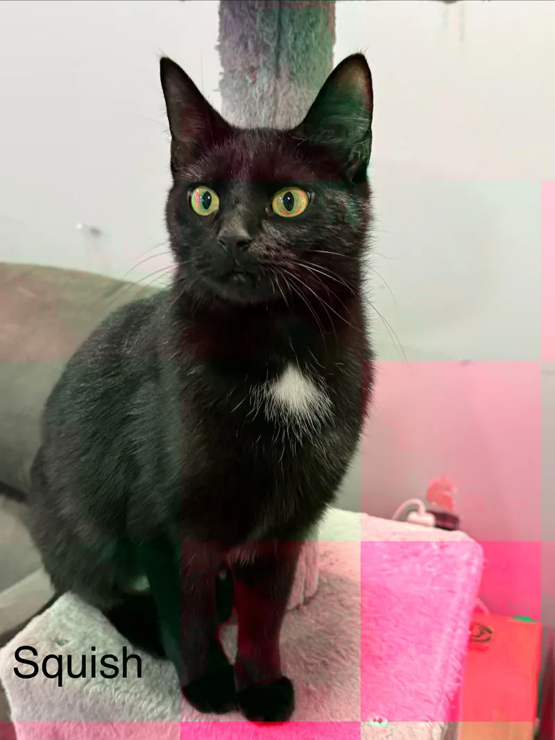 An adult medium-sized female Black & White / Tuxedo Domestic Short Hair cat named Squish for adoption in Middletown, CT