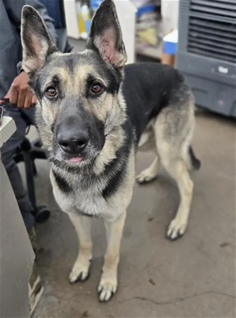 An adult extra large-sized male Mixed Breed dog named Ryker for adoption in Dallas, TX