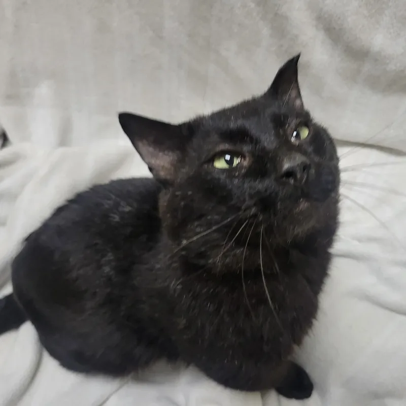A young medium-sized male Black Domestic Short Hair cat named Brownie for adoption in Bentonville, AR