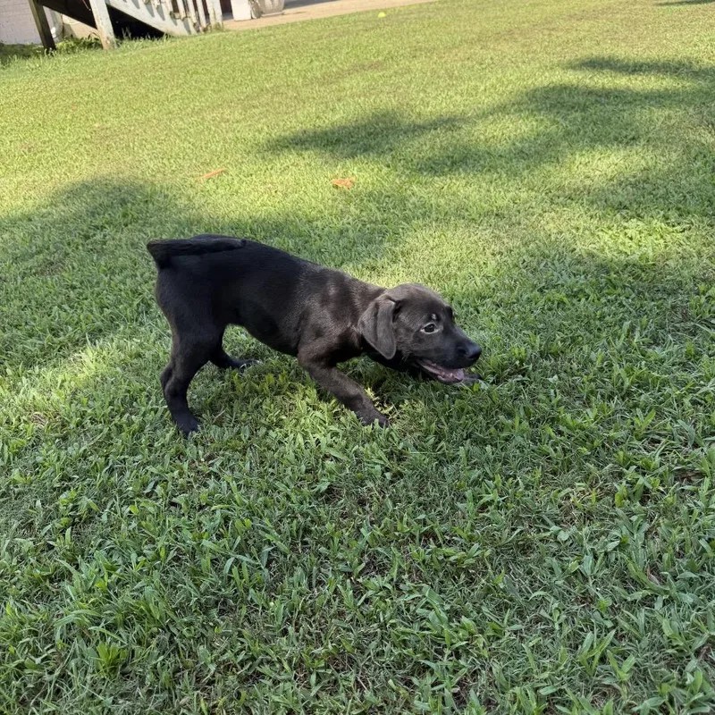 A baby large-sized female Black Coonhound dog named Hannah for adoption in Odenville, AL