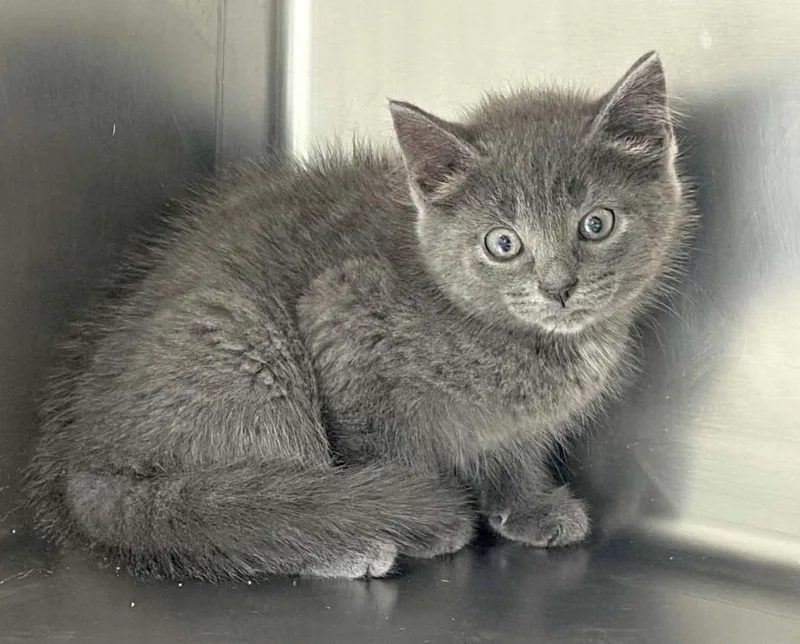 A baby medium-sized male Gray / Blue / Silver Domestic Short Hair cat named Lex for adoption in Lexington, VA
