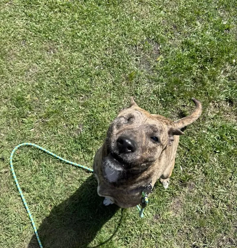 An adult large-sized female Brindle German Shepherd Dog dog named Mocha Bean for adoption in Fertile, MN