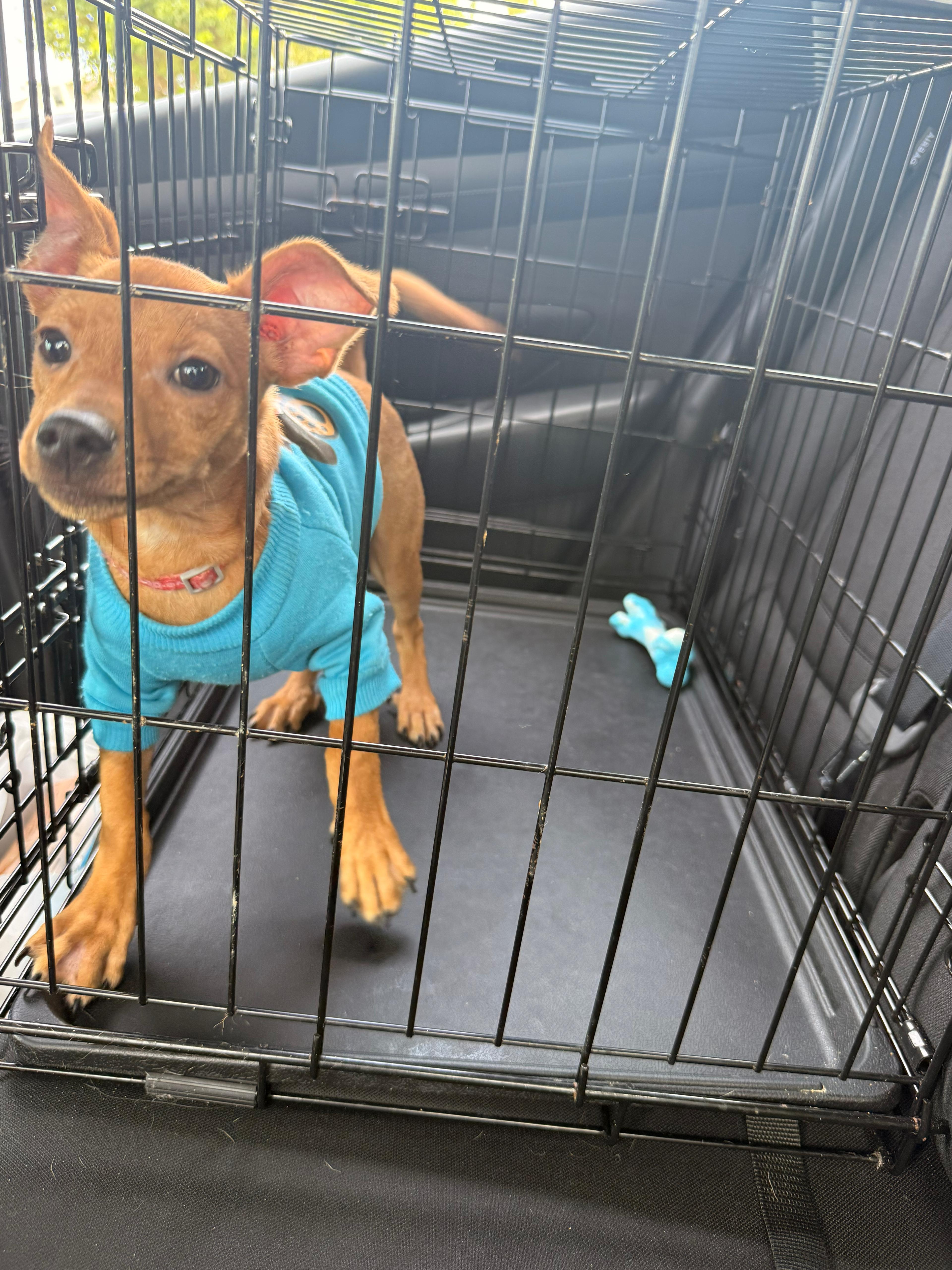 A baby small-sized male Apricot / Beige Chihuahua dog named Simba for adoption in Ardara, PA