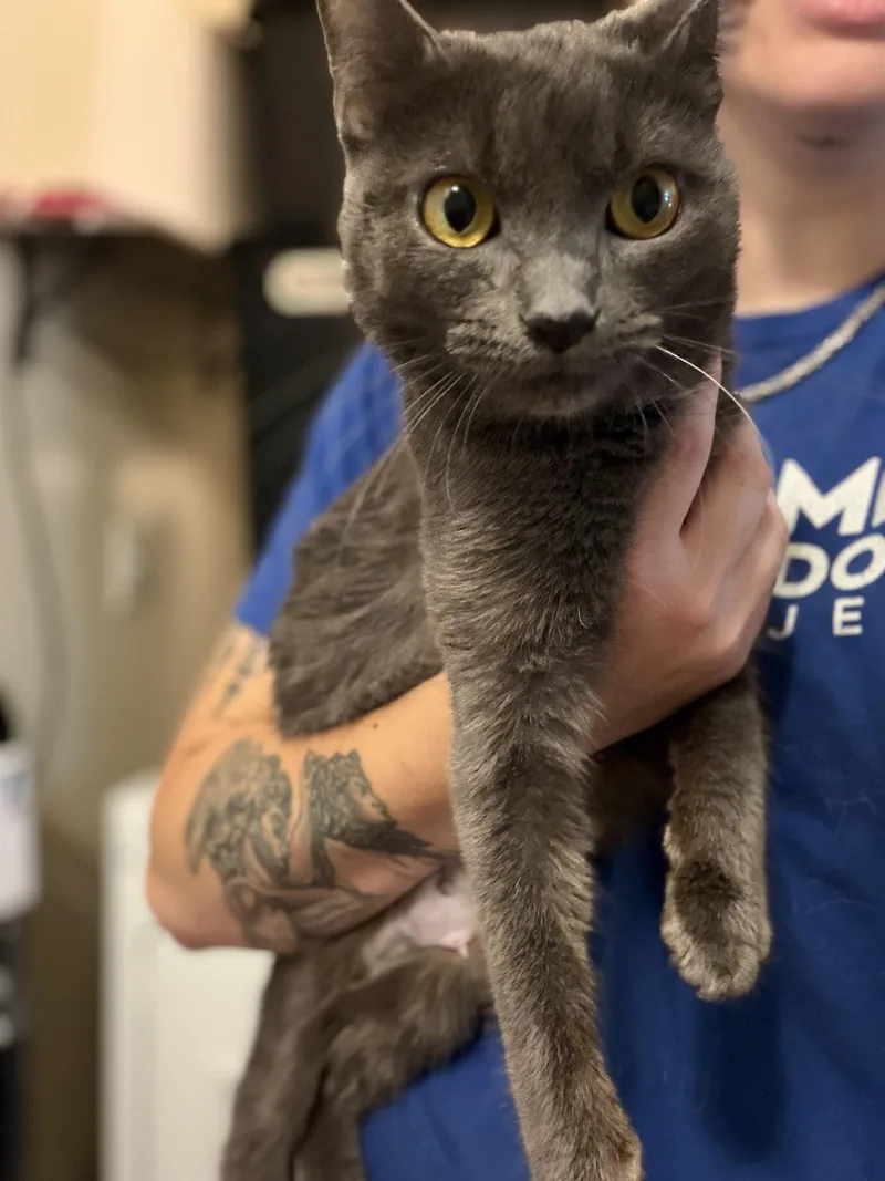 An adult medium-sized female Domestic Short Hair cat named Dove for adoption in Felton, PA