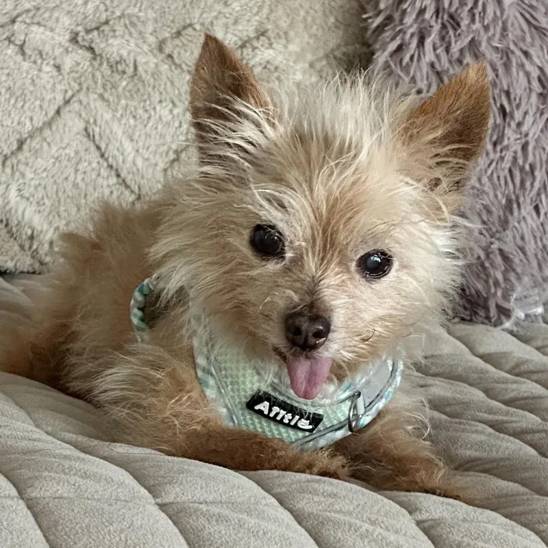 Bobby thumbnail 3