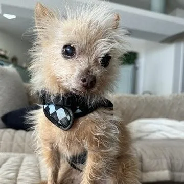 Bobby thumbnail 4