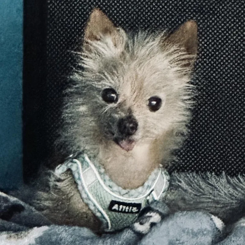 Bobby thumbnail 6
