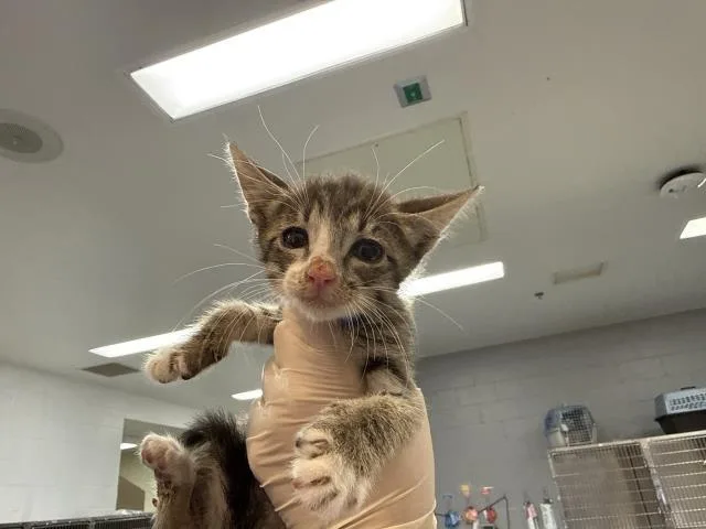 A baby small-sized male Domestic Short Hair cat named Brandon for adoption in Thousand Palms, CA