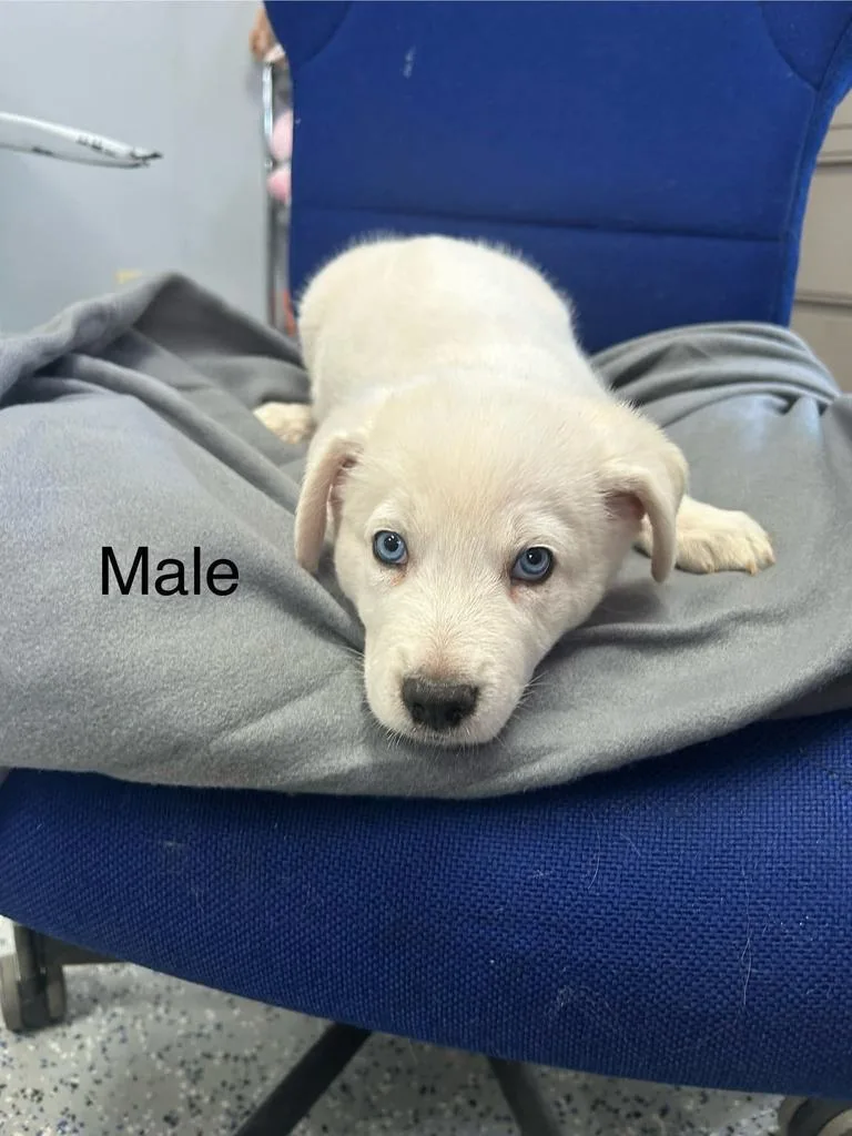 A baby medium-sized male Mixed Breed dog named Rascal for adoption in Holbrook, AZ