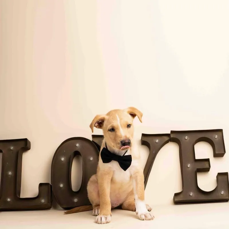 A baby medium-sized male Labrador Retriever dog named Seamus for adoption in Smyrna, GA