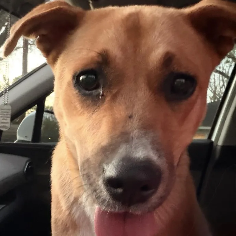 A young medium-sized female Yellow / Tan / Blond / Fawn Mixed Breed dog named Cinnamin for adoption in Palestine, TX
