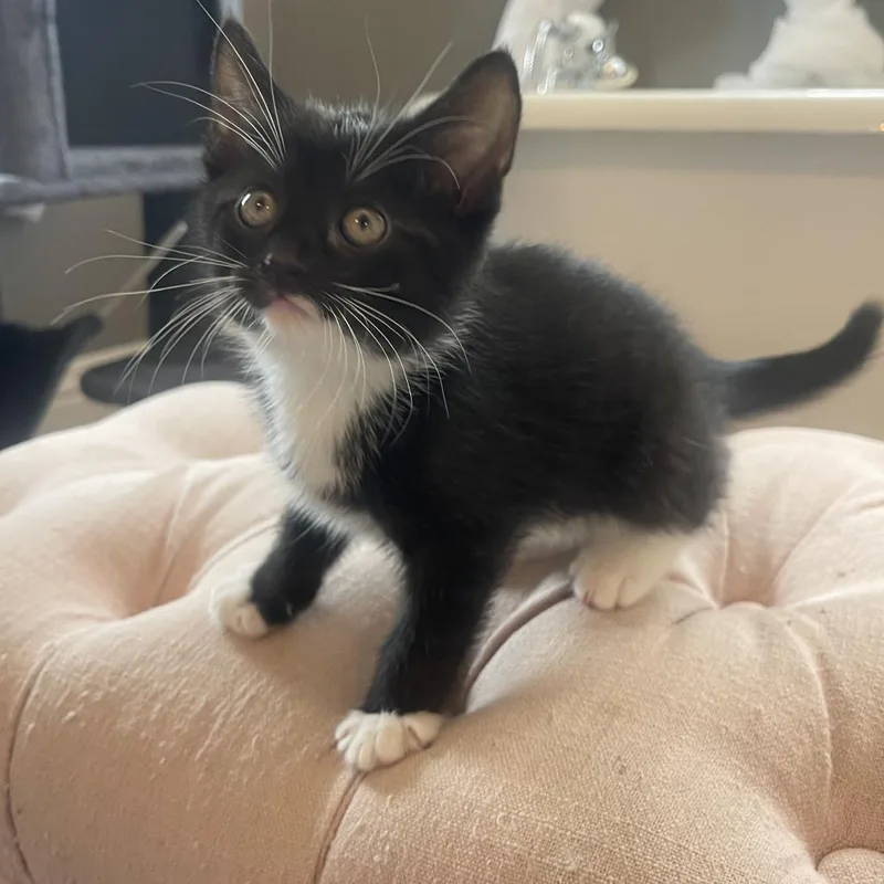 A baby small-sized female Black Domestic Short Hair cat named Black and White for adoption in Rochester, MN