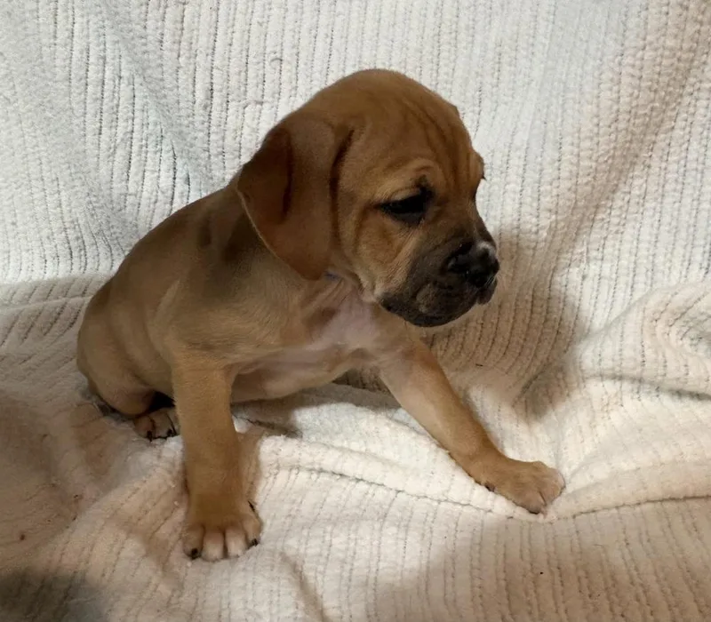 Huckleberry thumbnail 2