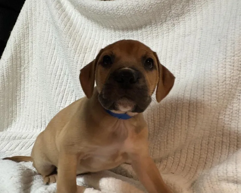 Huckleberry thumbnail 3