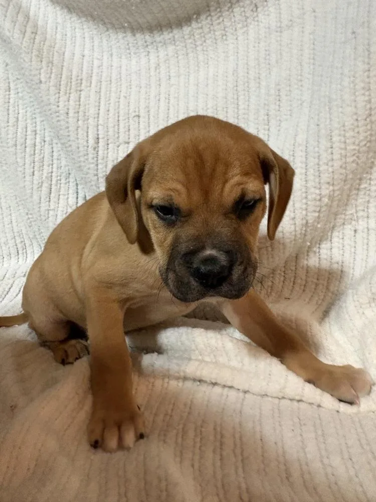 Huckleberry thumbnail 4