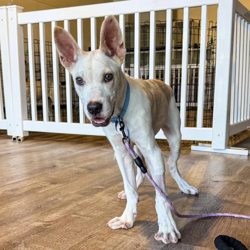 A baby small-sized male Pit Bull Terrier dog named Tucker for adoption in Parker, CO