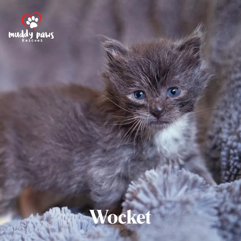 Seuss Litter:  Wocket
