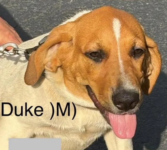 A baby medium-sized male Red / Chestnut / Orange Mixed Breed dog named Duke for adoption in Parma, OH