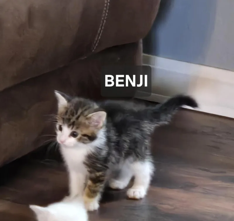A young medium-sized male Domestic Short Hair cat named Benji for adoption in Windom, MN