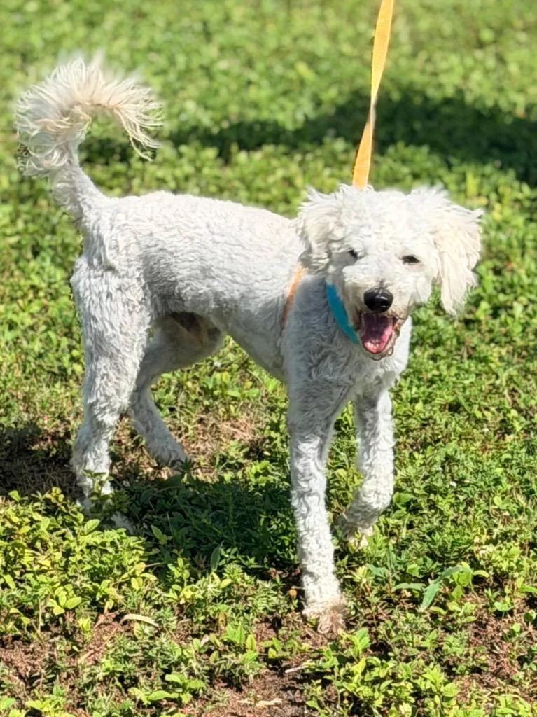 An adult small-sized male Poodle dog named Marmot for adoption in Cape Coral, FL