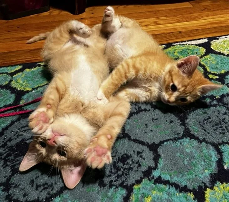 A baby medium-sized male Orange & White Domestic Short Hair cat named Hamlin And Tango for adoption in Melrose, MA