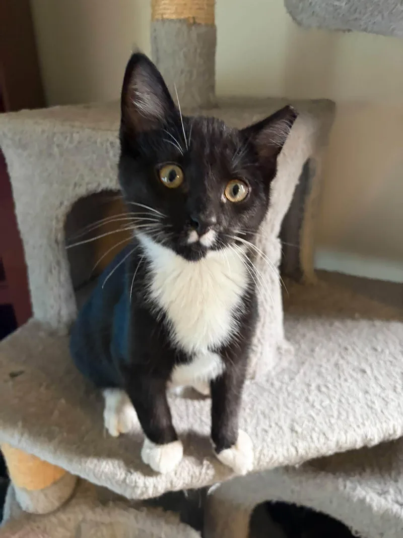 A baby medium-sized male Black & White / Tuxedo Domestic Short Hair cat named Domino for adoption in Cleveland, OH