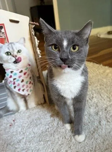 Serena  Willow Grove