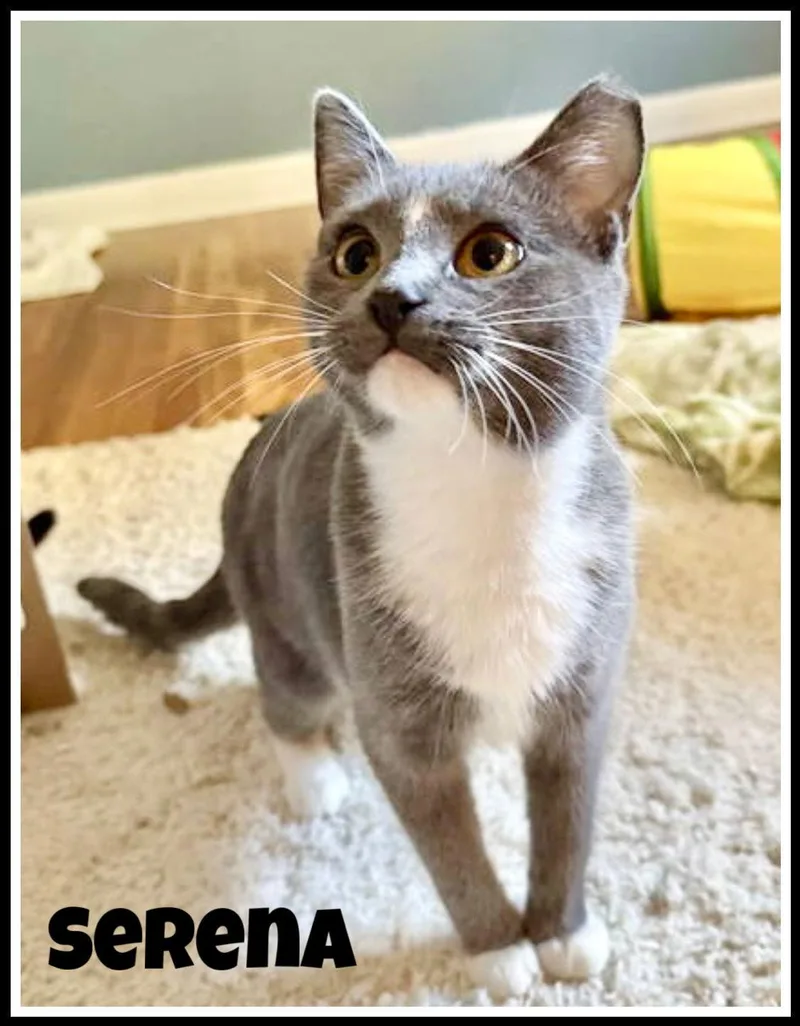 Serena  Willow Grove thumbnail 2