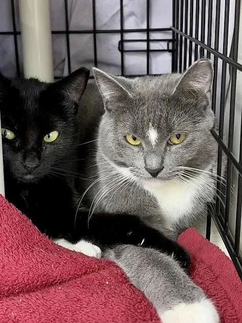 Serena  Willow Grove thumbnail 3