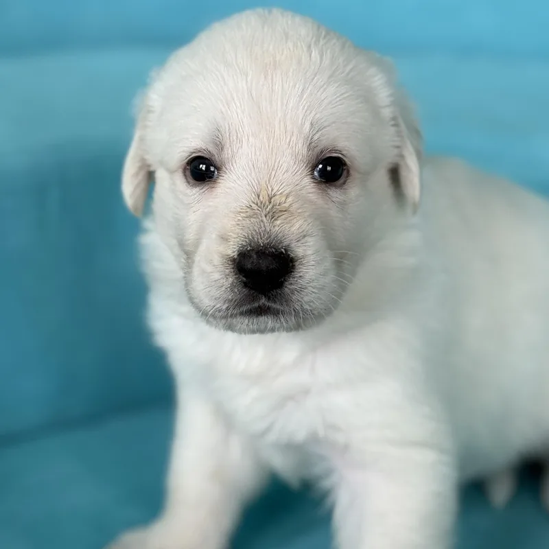 A baby large-sized female Anatolian Shepherd dog named Lemonlocal for adoption in Warwick, RI