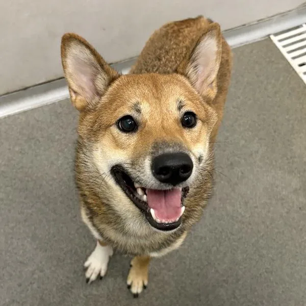 A young medium-sized male Shiba Inu dog named Yoshi for adoption in Des Moines, IA