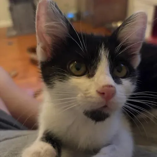 A baby small-sized male Black & White / Tuxedo Domestic Short Hair cat named Bentley for adoption in Albuquerque, NM