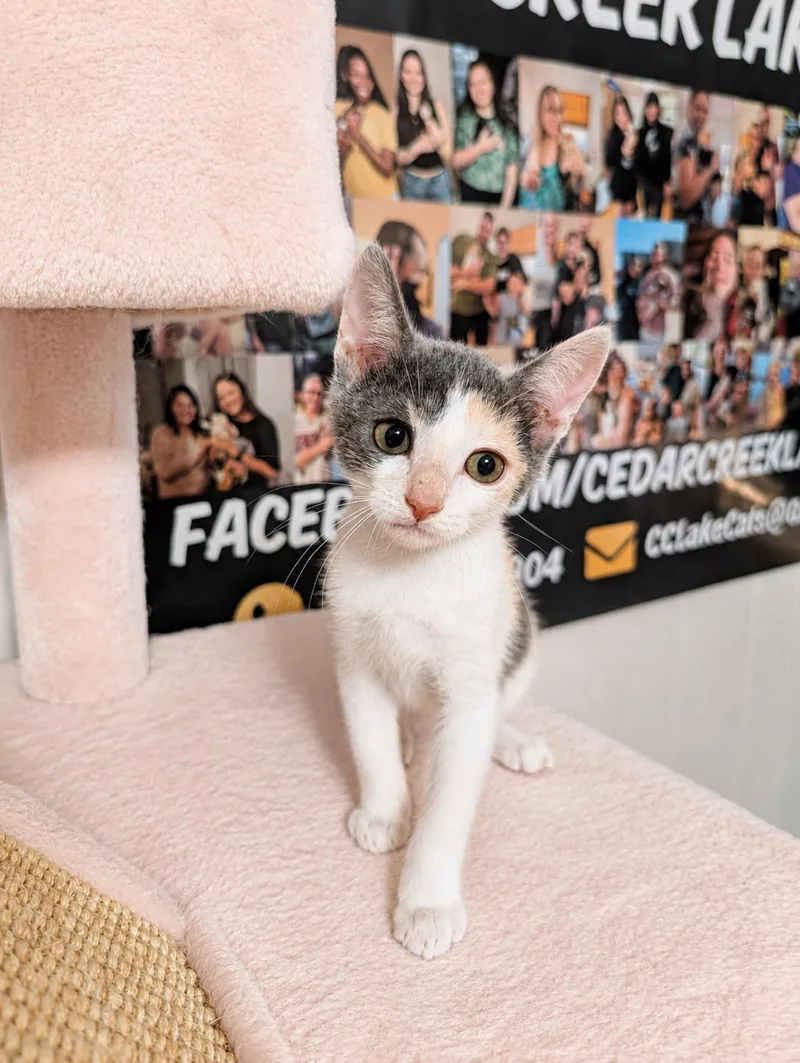 A baby small-sized female Dilute Calico Domestic Short Hair cat named Hannah for adoption in Mabank, TX
