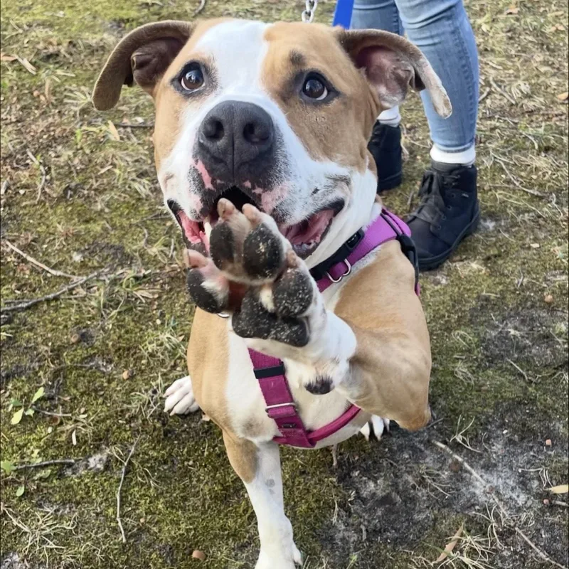 Stan Lee thumbnail 3