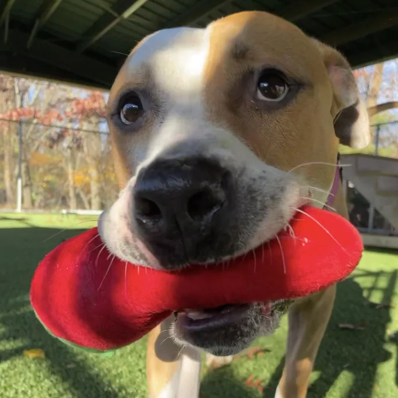 Stan Lee thumbnail 4