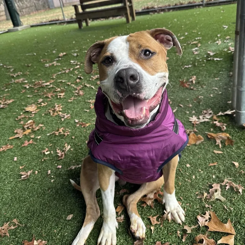 Stan Lee thumbnail 5